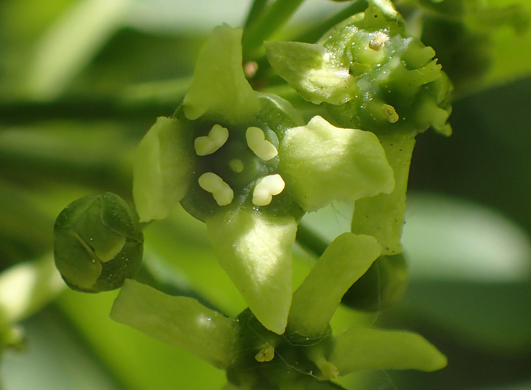 Изображение особи Euonymus europaeus.