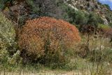 Euphorbia dendroides. Плодоносящее растение. Греция, о-в Крит, ном Ханья (Νομός Χανίων), дим Киссамос (Κίσσαμος), кустарниковое сообщество на склоне холма. 20 июня 2017 г.