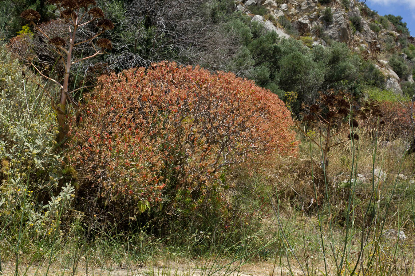 Image of Euphorbia dendroides specimen.