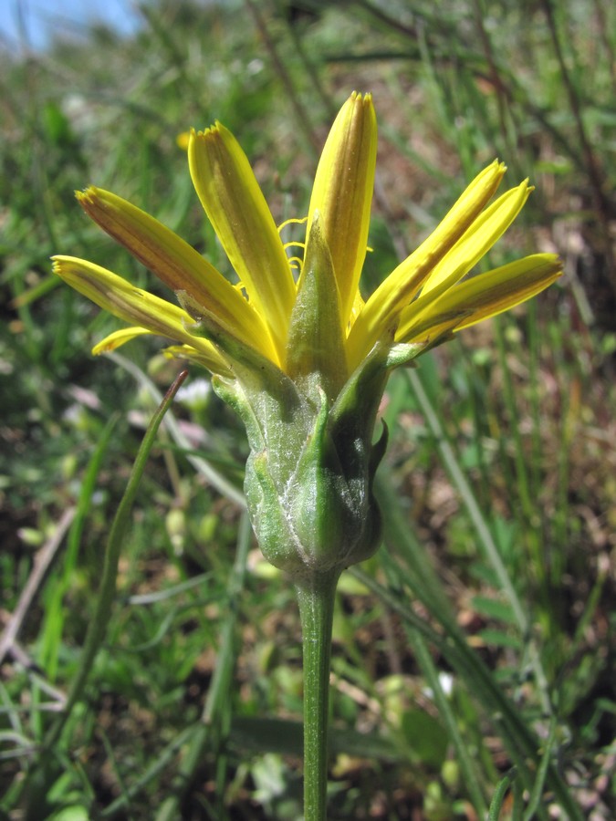 Image of Scorzonera cana specimen.