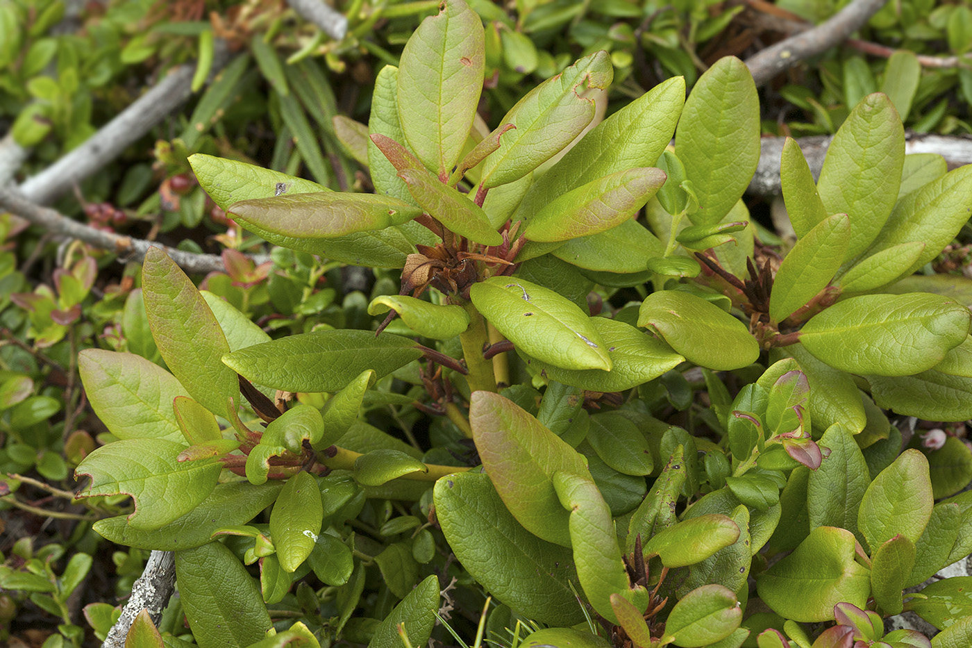 Image of Rhododendron aureum specimen.