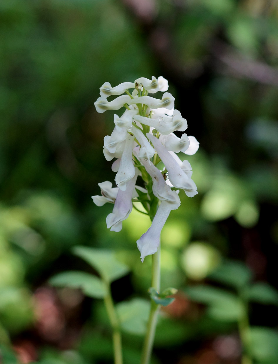 Image of Corydalis paeoniifolia specimen.