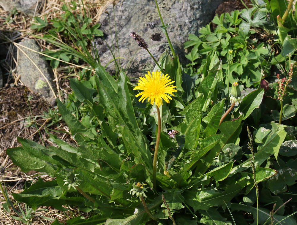 Image of Taraxacum repletum specimen.