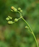 Sonchus arvensis subspecies uliginosus. Нераскрывшееся сложное соцветие. Восточный Казахстан, г. Усть-Каменогорск, правый берег р. Иртыш, луг. 12.07.2017.