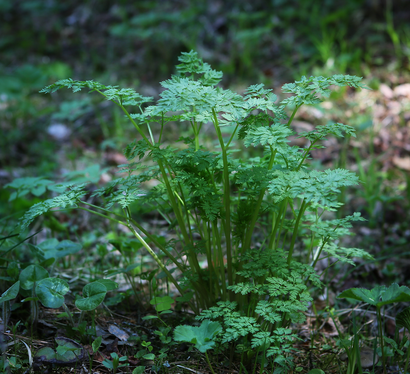 Image of familia Apiaceae specimen.