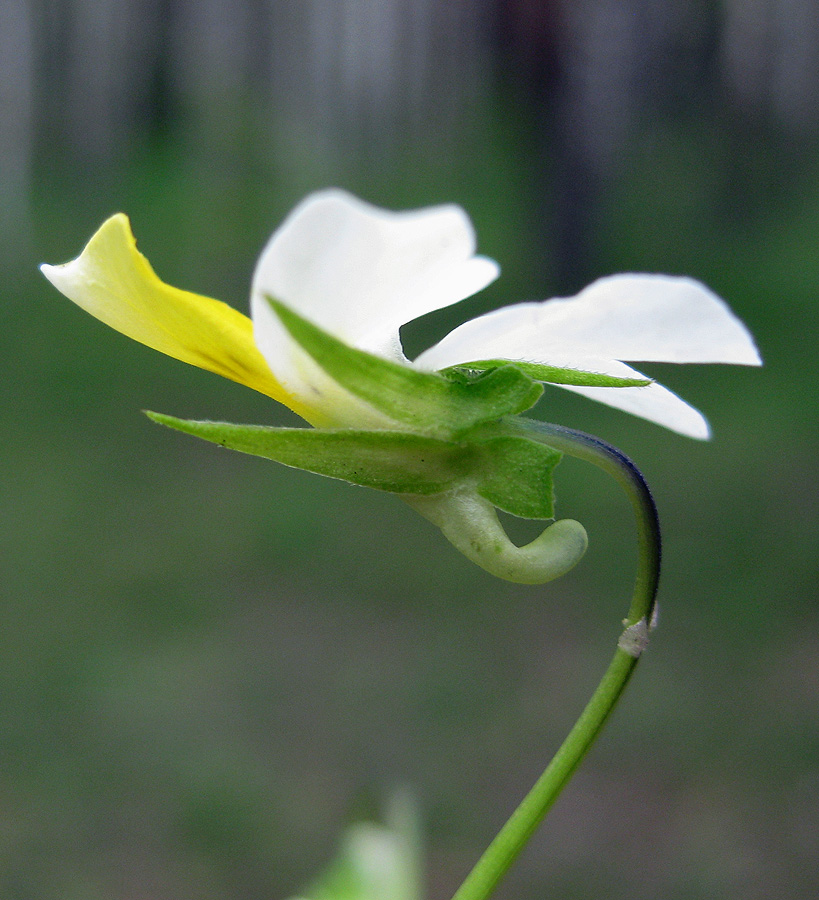 Image of Viola tricolor specimen.