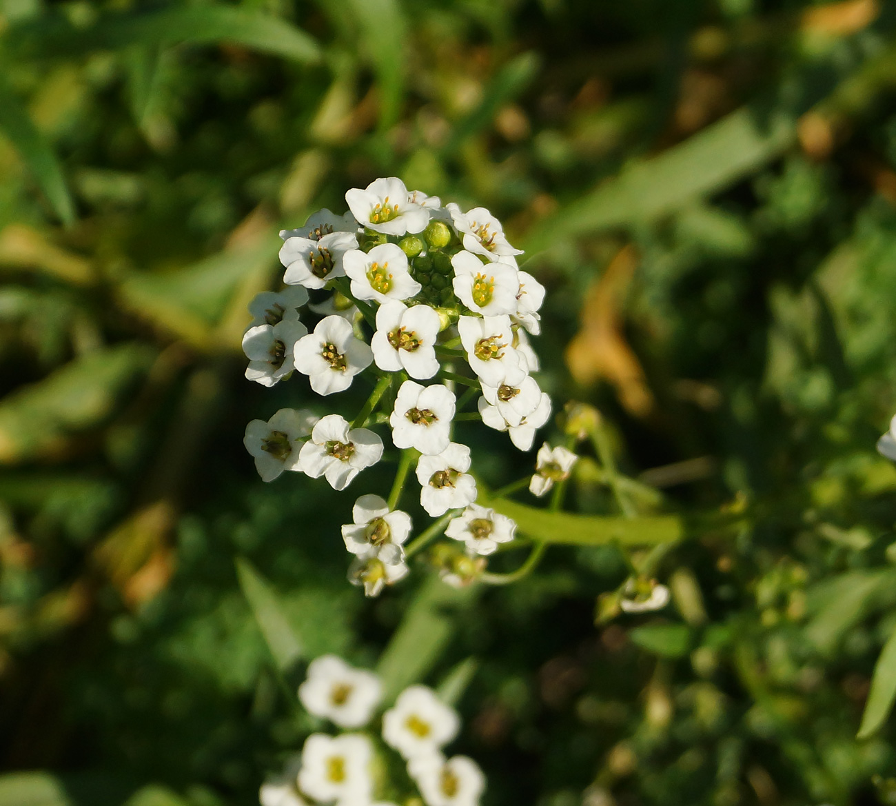 Изображение особи Lobularia maritima.