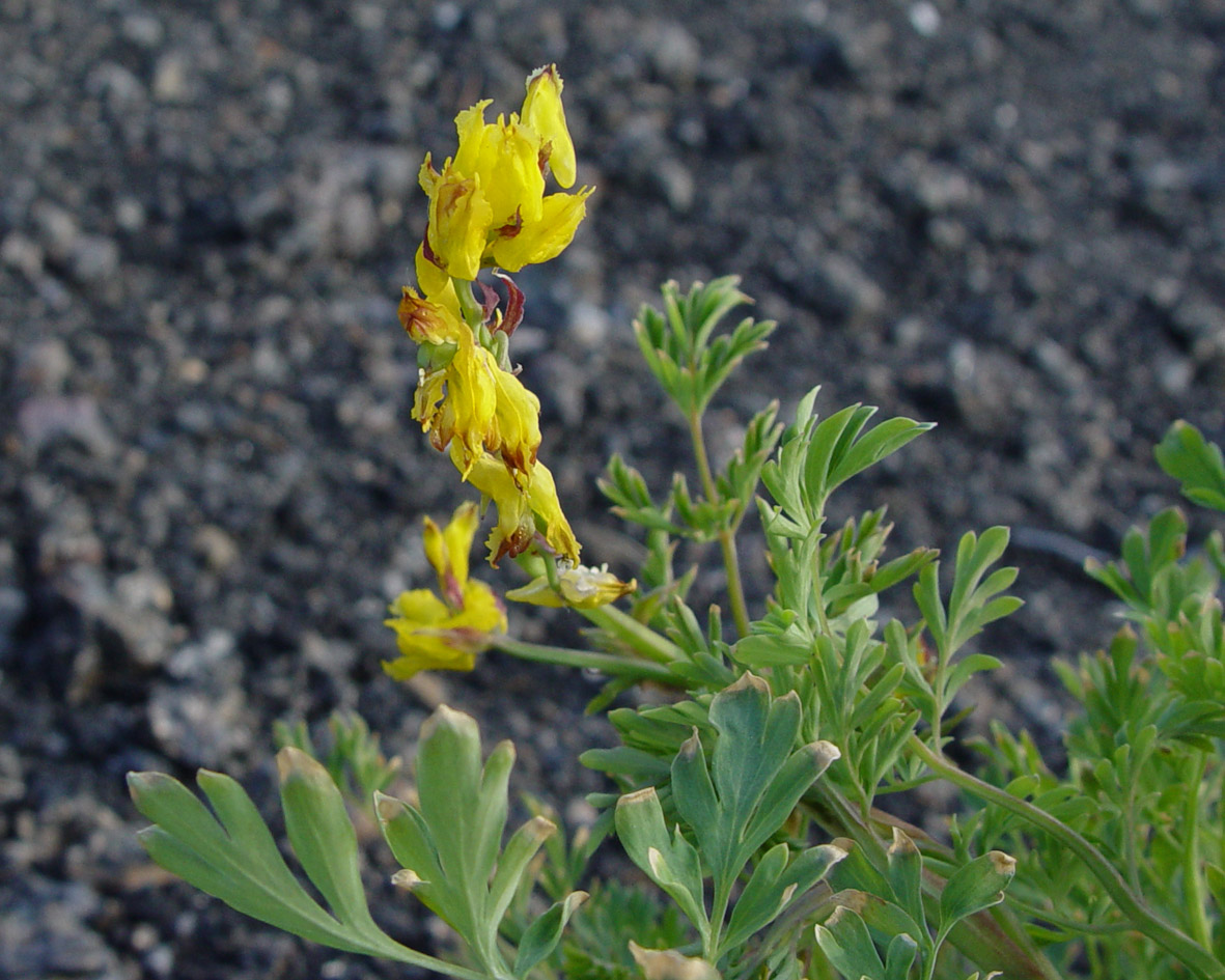 Image of Corydalis sibirica specimen.