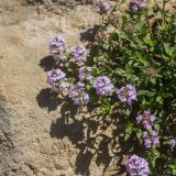 genus Thymus