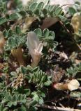 Astragalus humilis. Соцветие. Северная Осетия, Алагирское ущелье, окр. пос. Ниж. Унал, засушливая котловина, 950 м н.у.м. 07.05.2010.