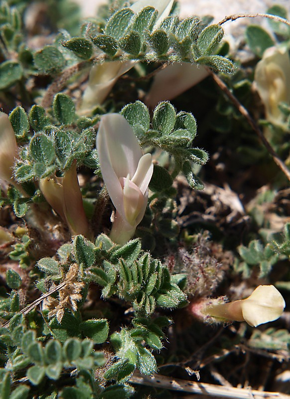 Изображение особи Astragalus humilis.