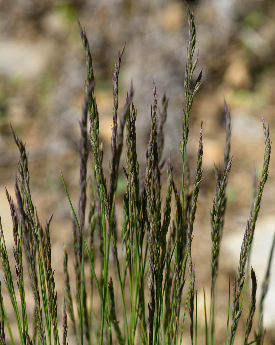 Image of Festuca valesiaca specimen.