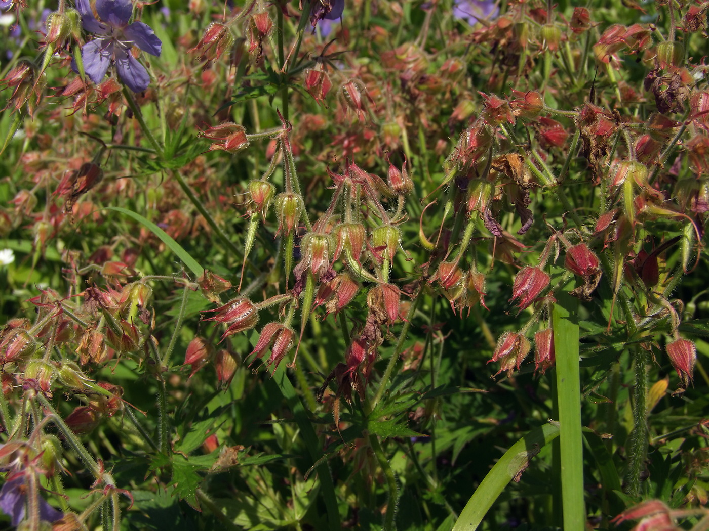 Image of Geranium pratense specimen.