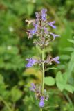 Nepeta grandiflora