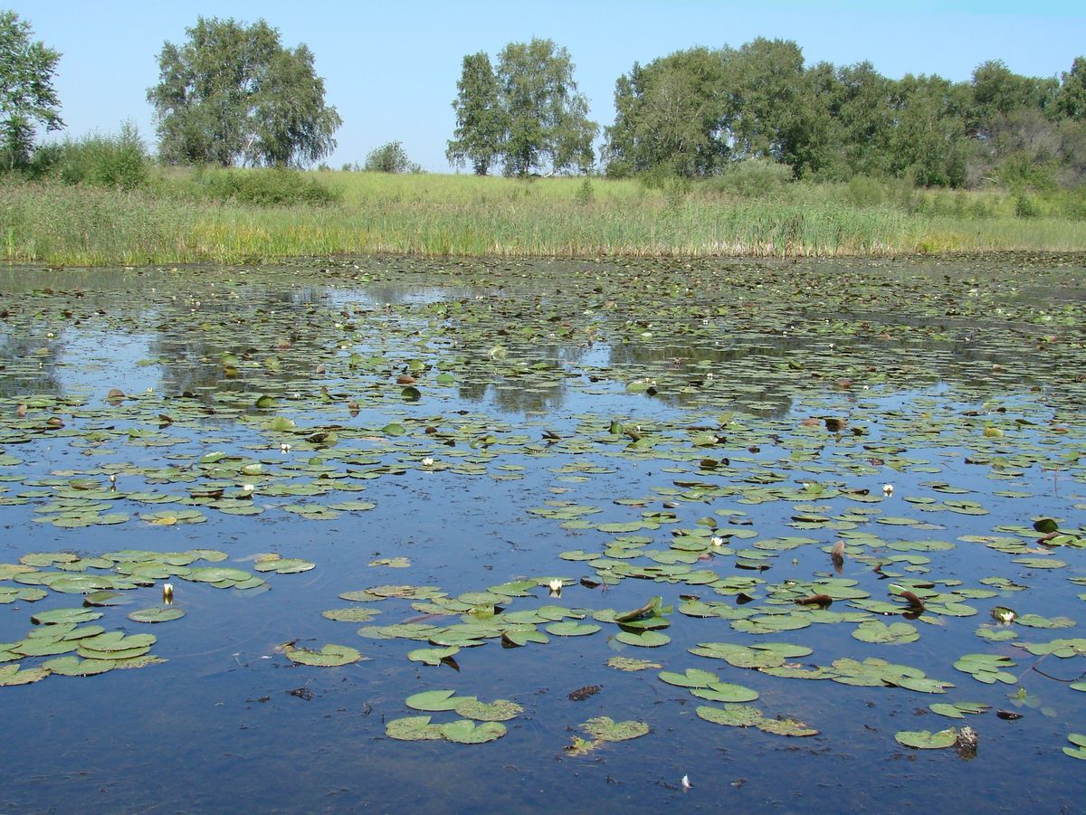 Изображение особи Nymphaea candida.