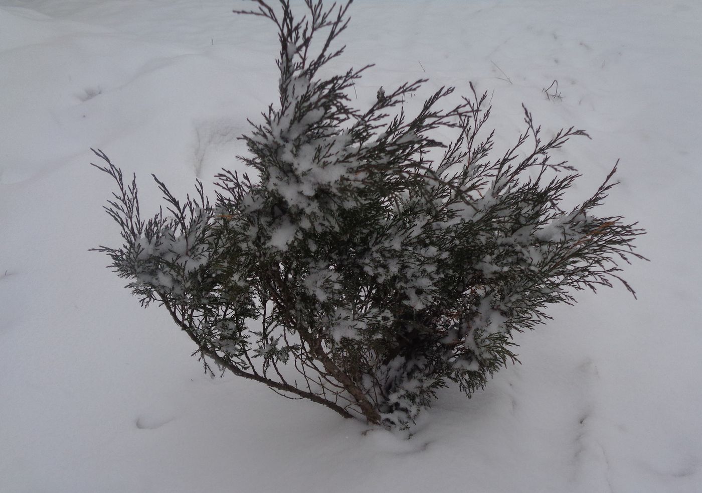 Image of Juniperus sabina specimen.