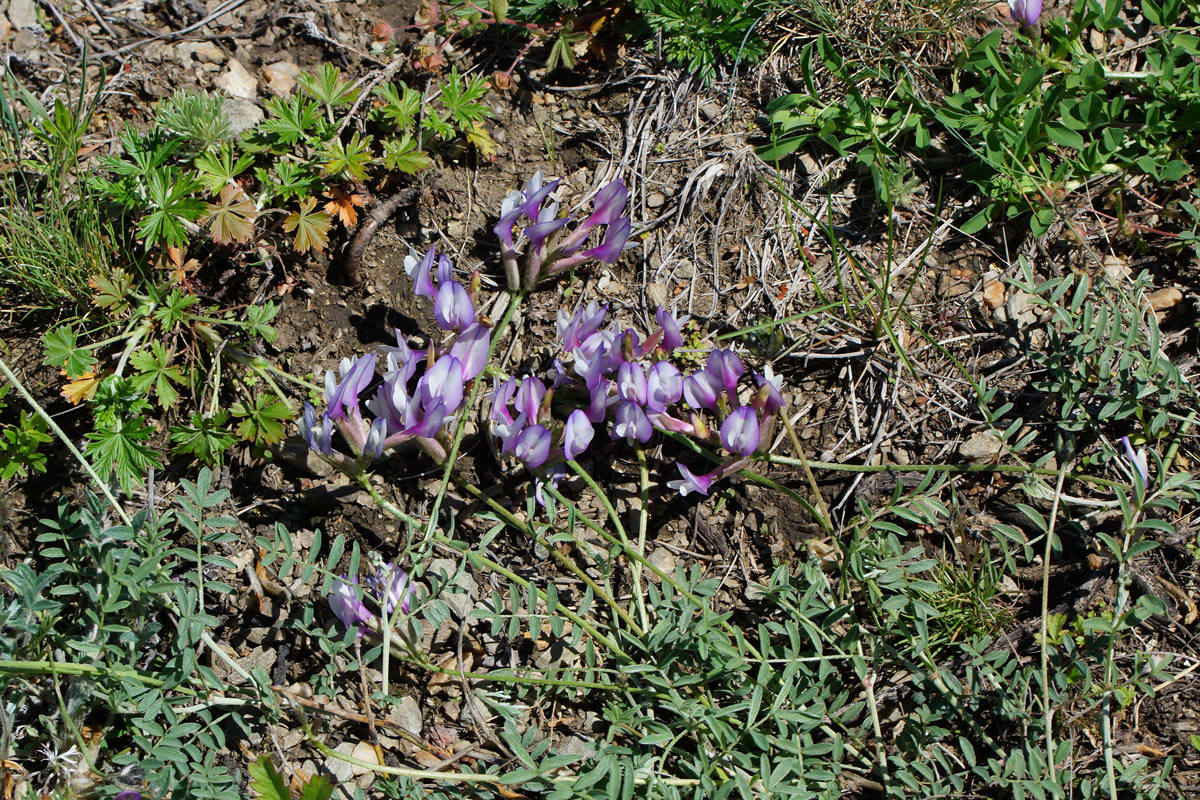 Image of Astragalus stenoceras specimen.