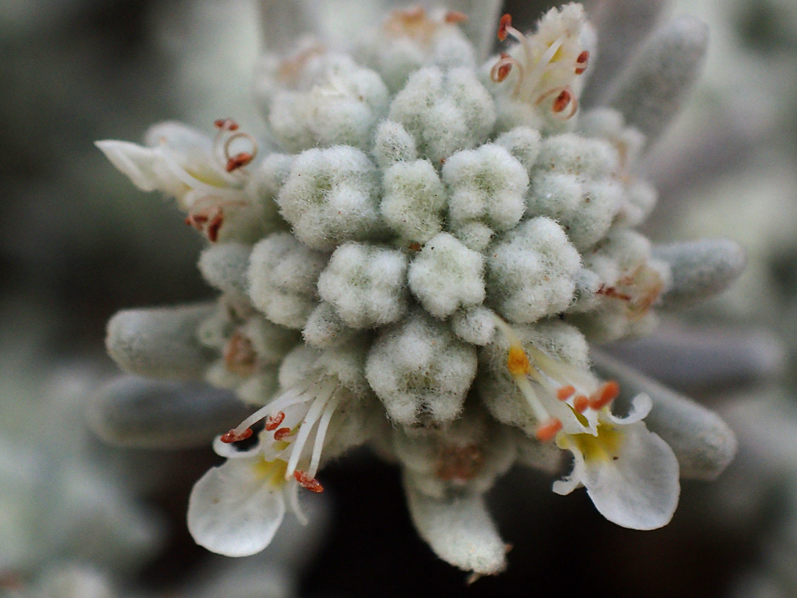 Image of Teucrium capitatum specimen.