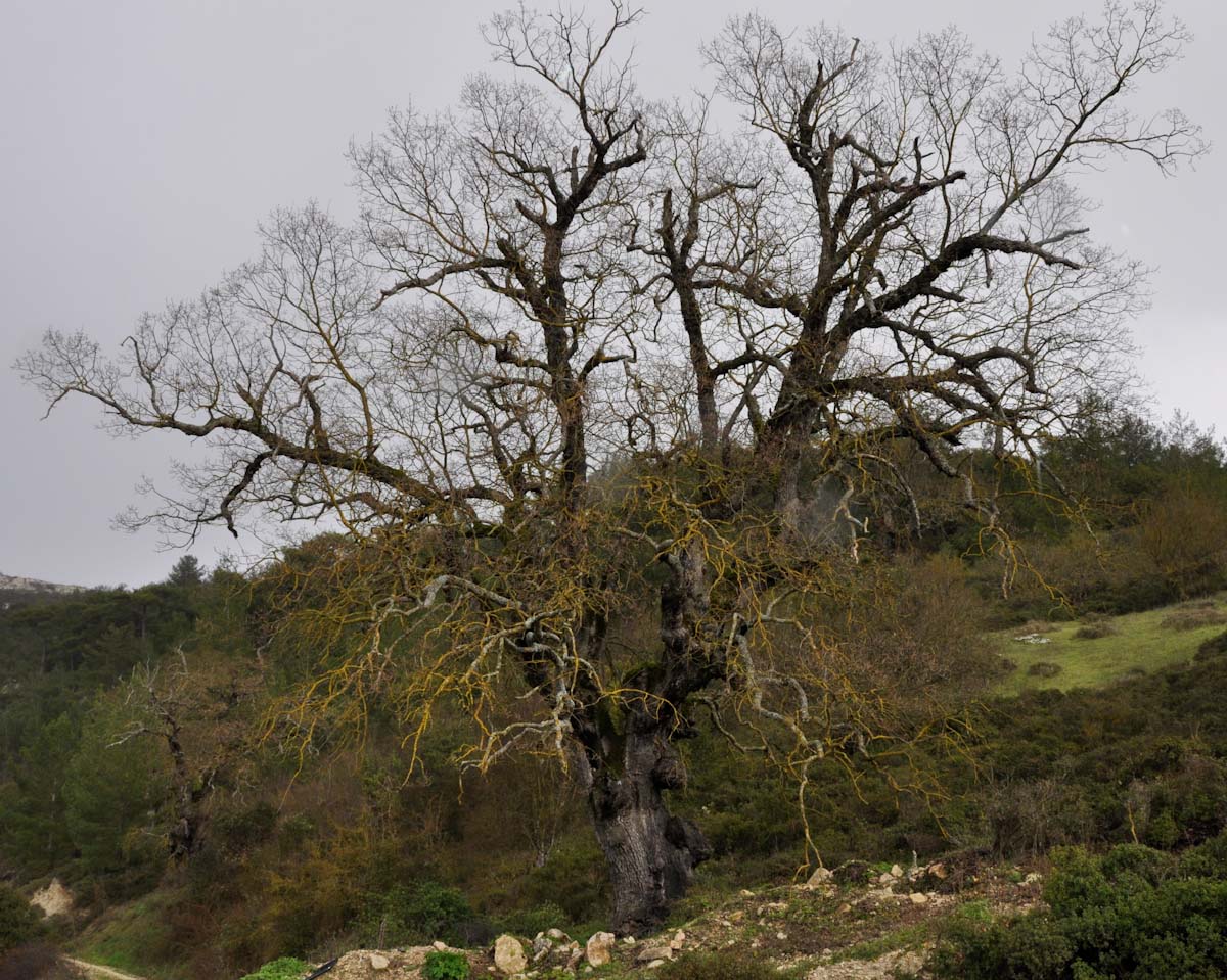 Image of Quercus infectoria ssp. veneris specimen.