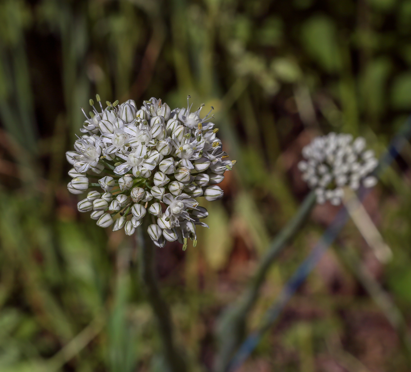 Image of genus Allium specimen.