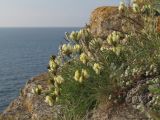 Astragalus glaucus