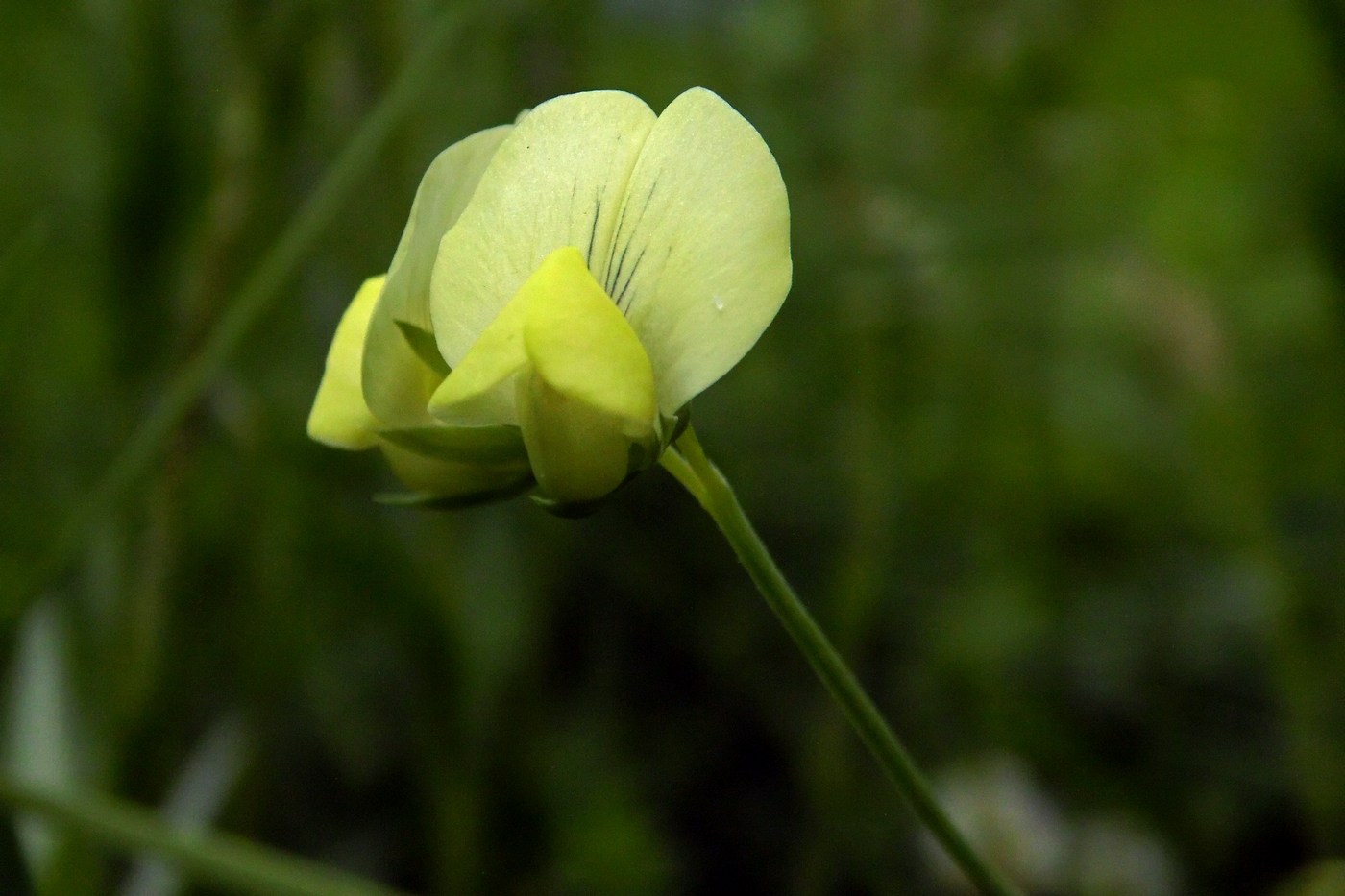 Изображение особи Lathyrus aphaca.