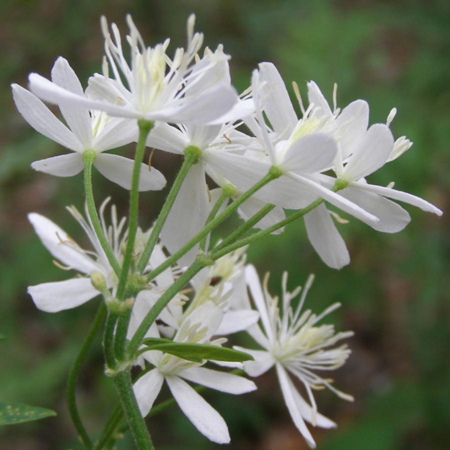 Image of Clematis recta specimen.