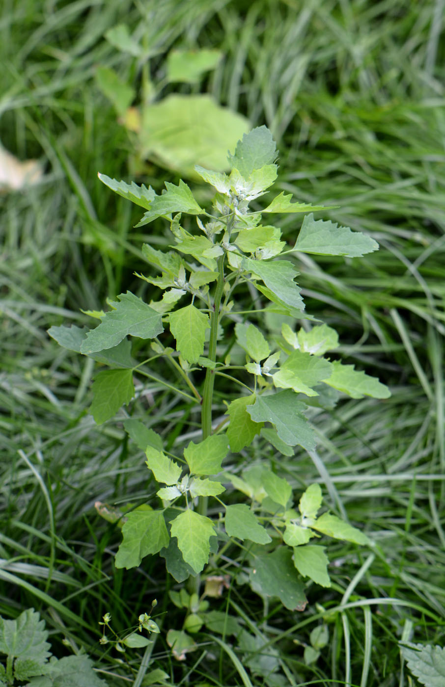 Изображение особи Chenopodium album.