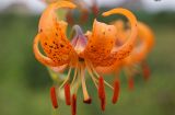View full-size image Lilium debile