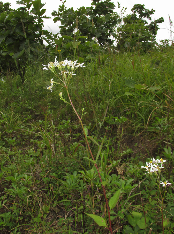 Изображение особи Doellingeria scabra.