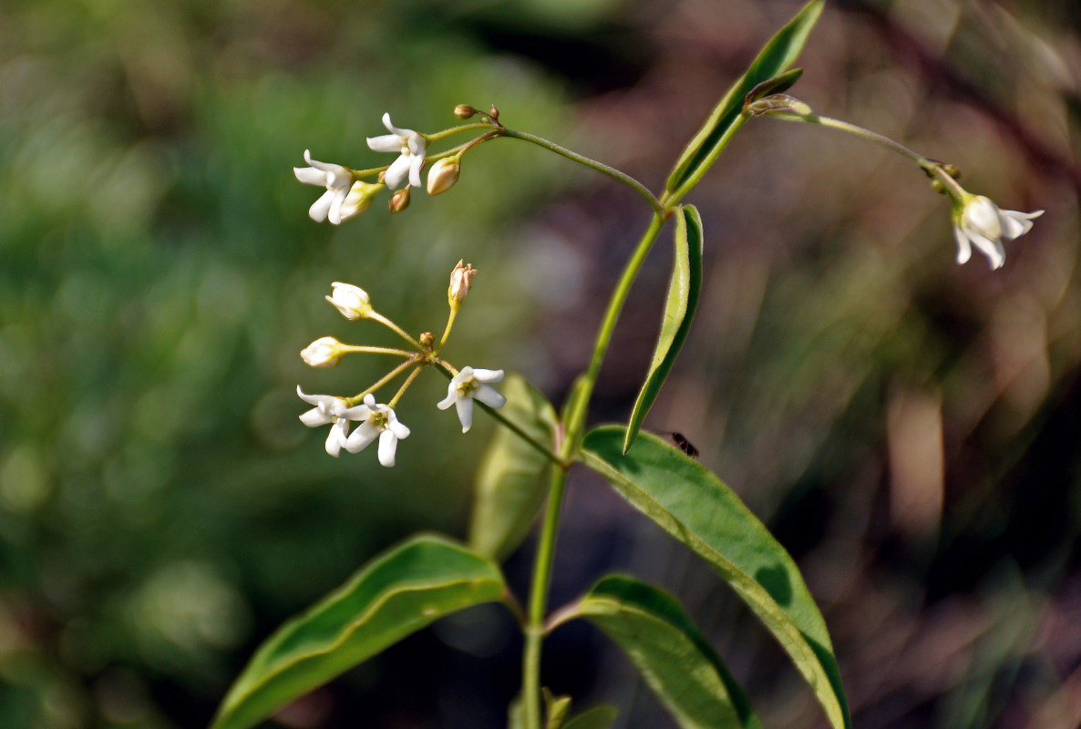 Image of Vincetoxicum hirundinaria specimen.