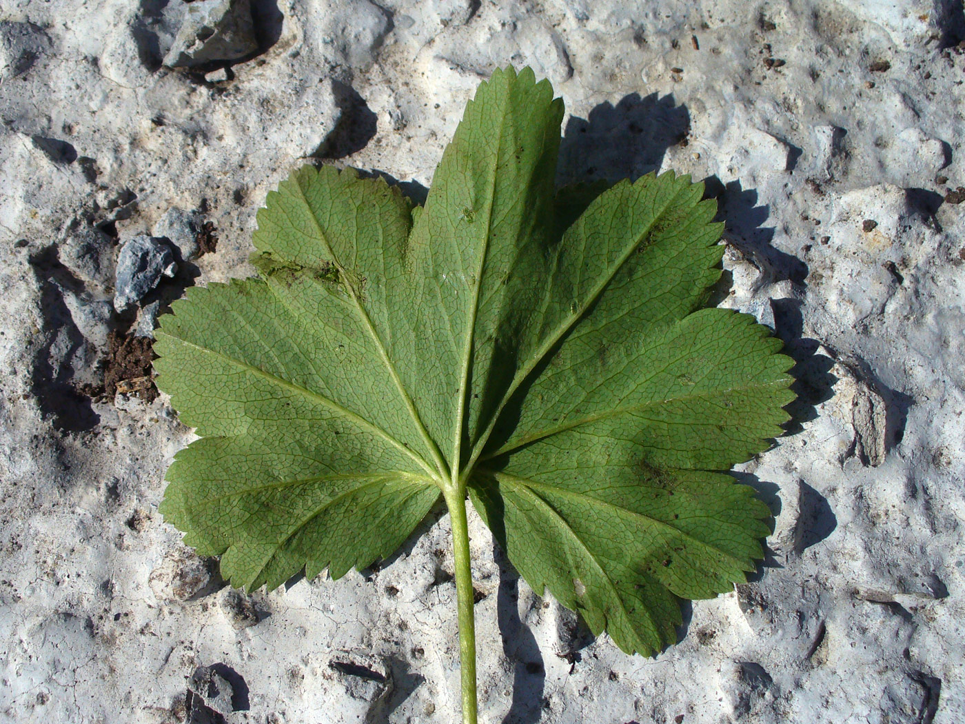 Image of Alchemilla pycnoloba specimen.