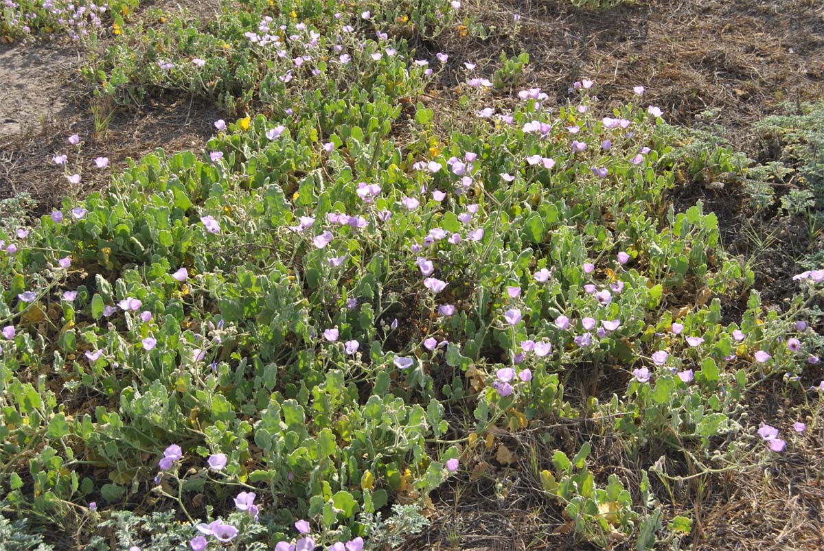 Image of Cristaria glaucophylla specimen.