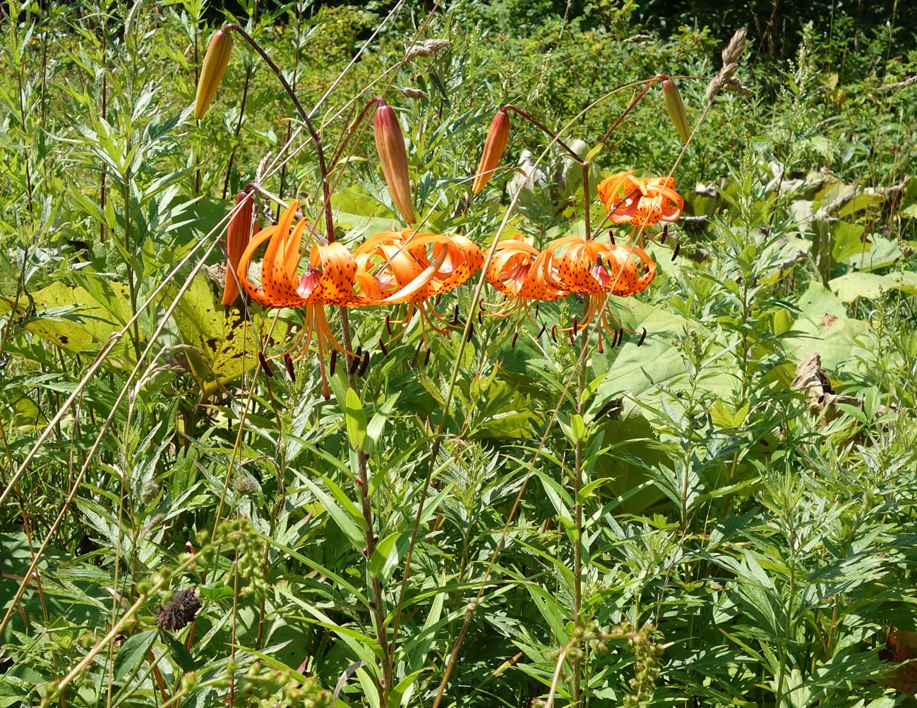 Изображение особи Lilium lancifolium.