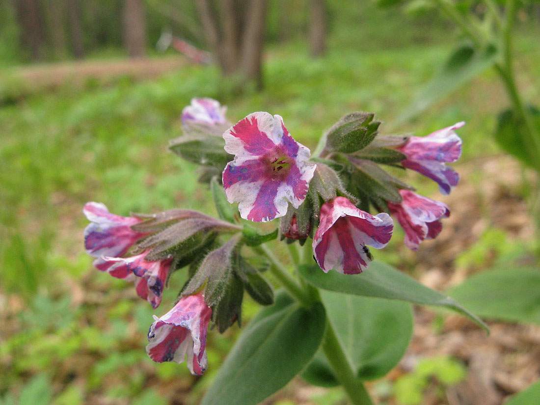 Изображение особи Pulmonaria obscura.