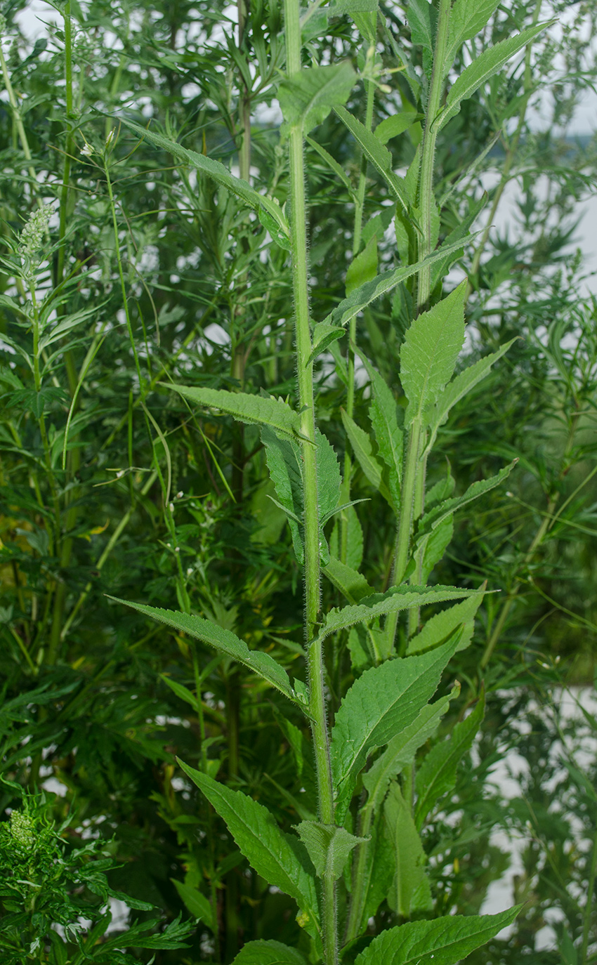 Image of Arabis pendula specimen.