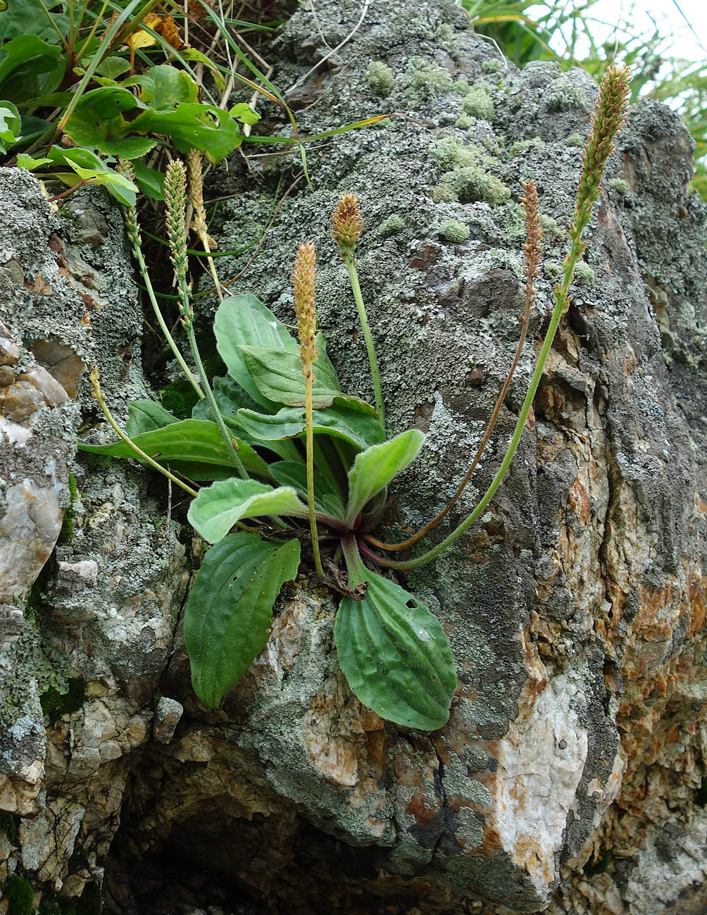 Изображение особи Plantago camtschatica.