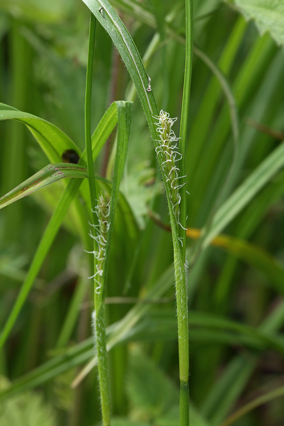 Image of Carex hirta specimen.