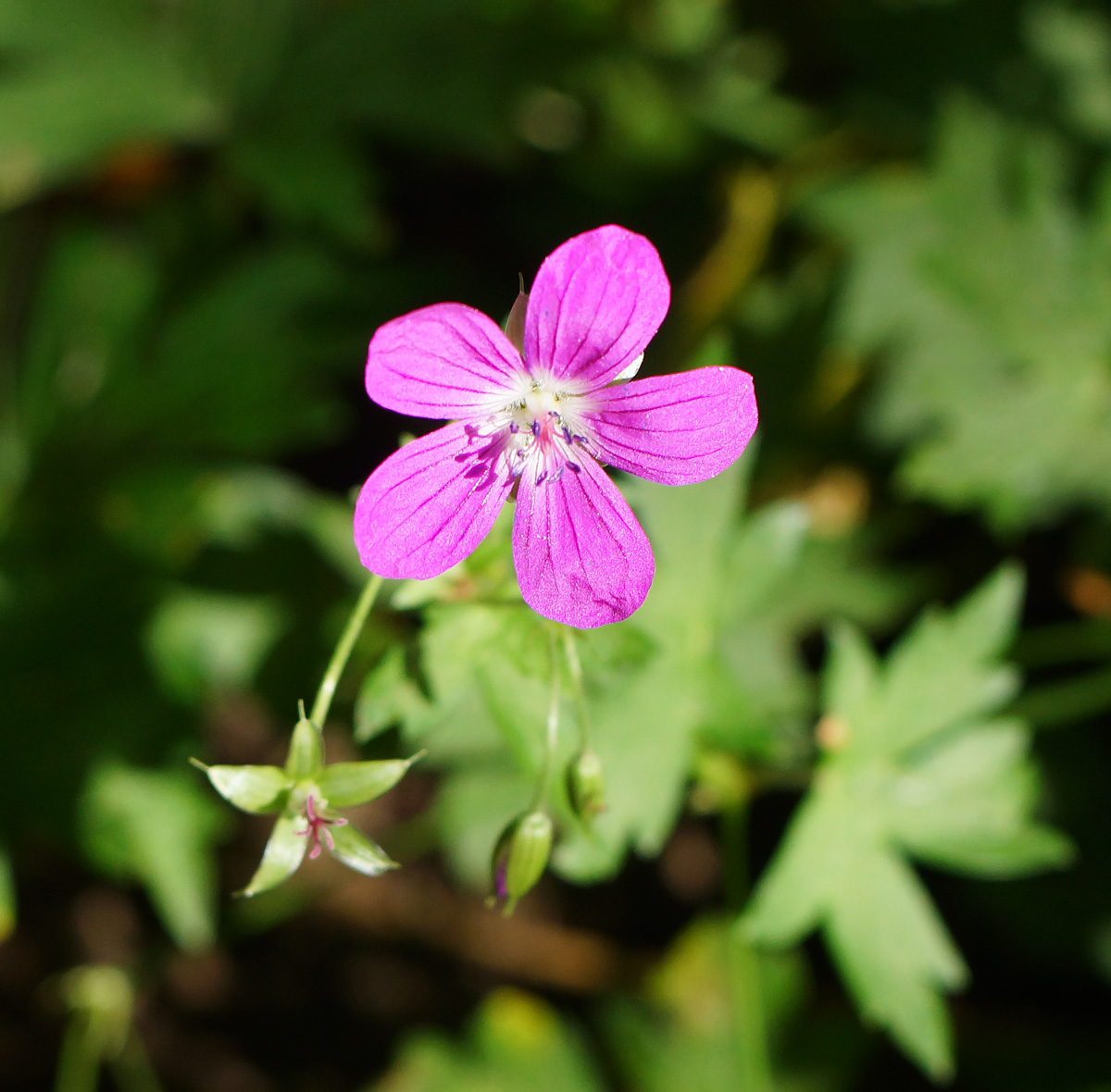 Image of Geranium palustre specimen.