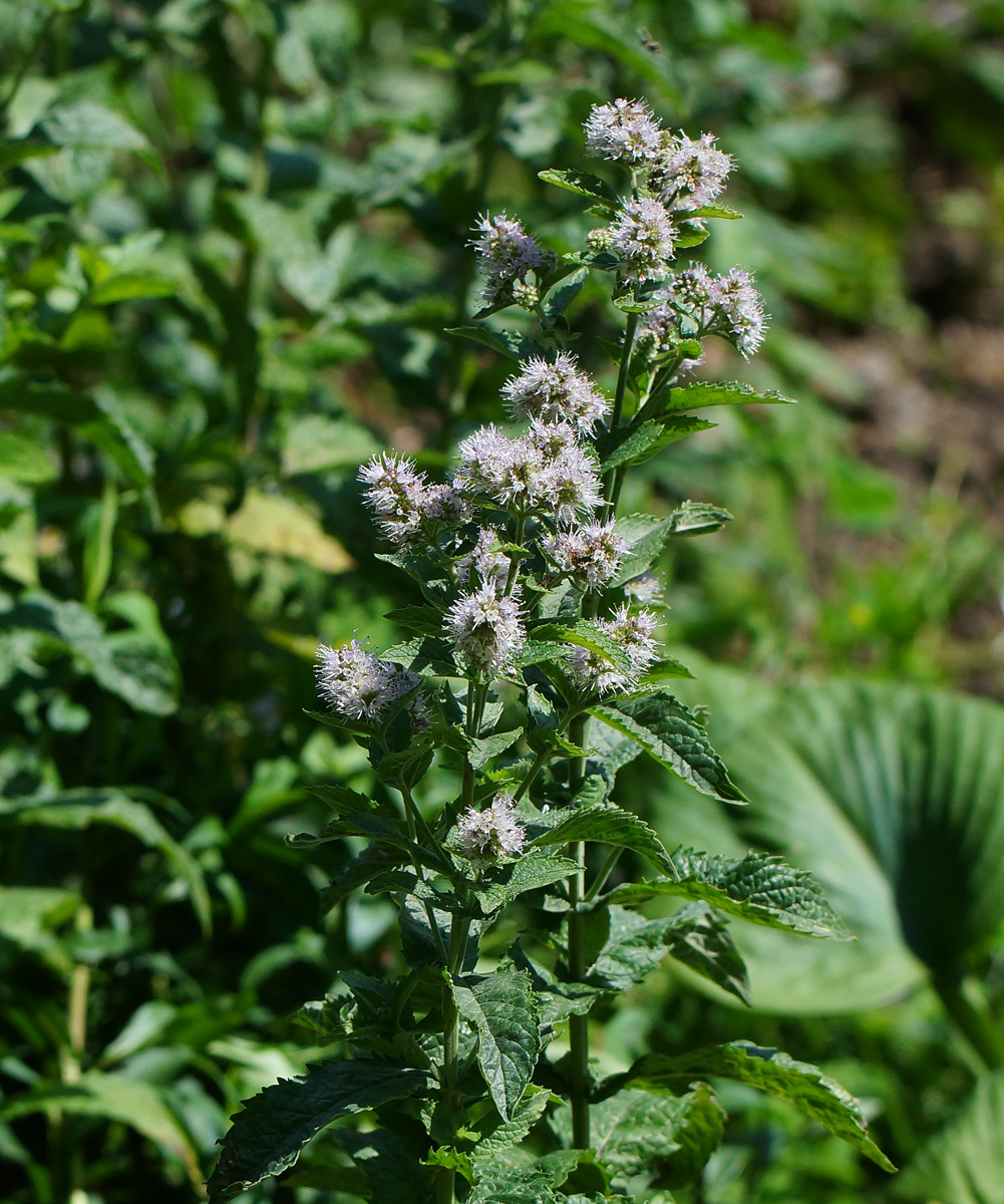 Image of Mentha spicata specimen.