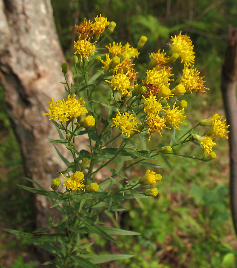 Image of Galatella biflora specimen.