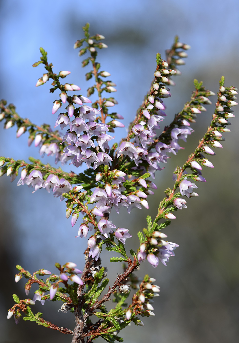 Image of Calluna vulgaris specimen.