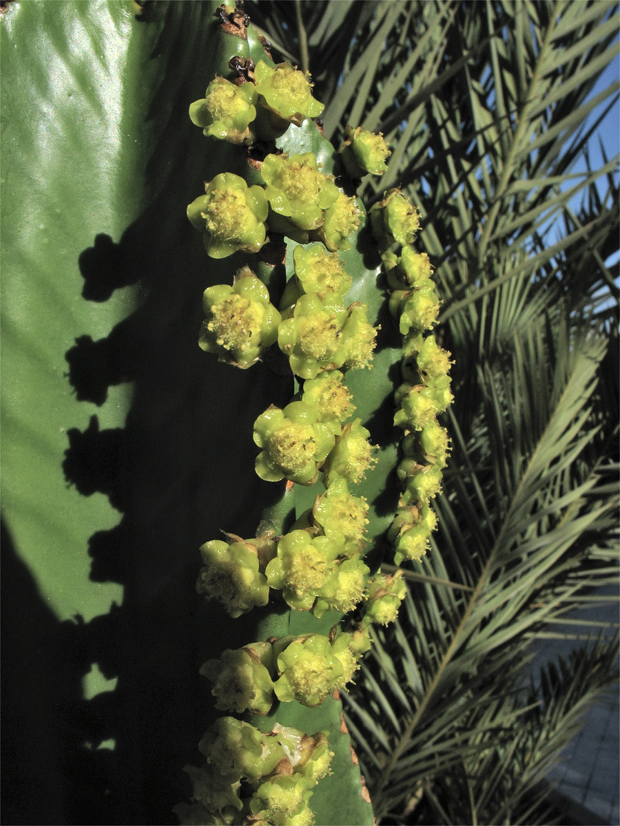 Image of Euphorbia ingens specimen.