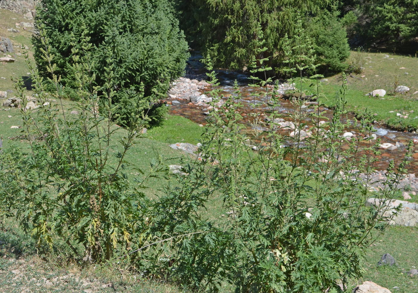 Image of Urtica cannabina specimen.