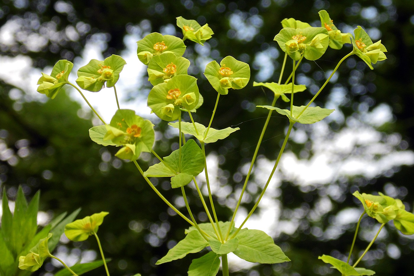 Image of Euphorbia squamosa specimen.