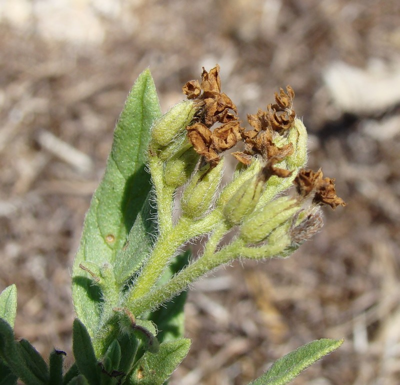 Изображение особи Argusia sibirica.