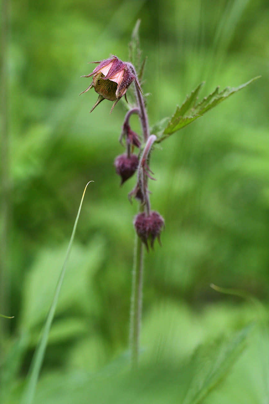 Image of Geum rivale specimen.