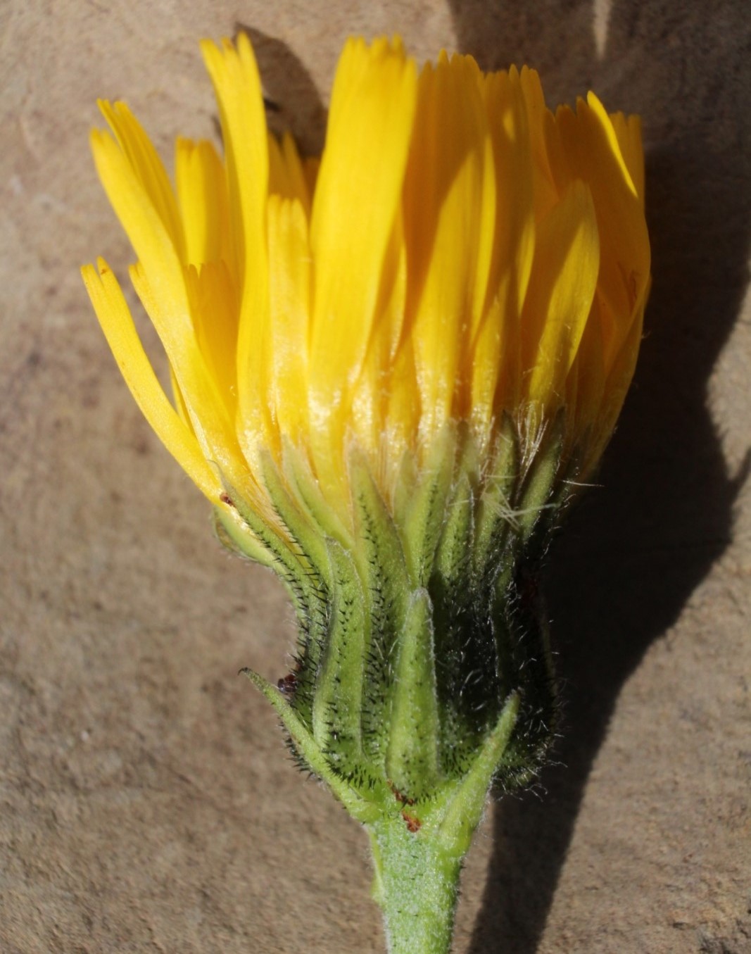 Image of Hieracium dolabratum specimen.