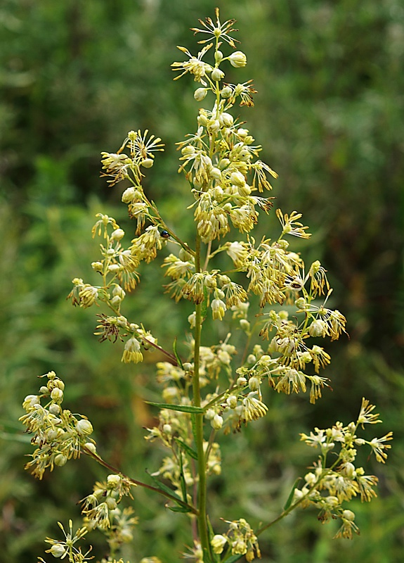 Изображение особи Thalictrum amurense.