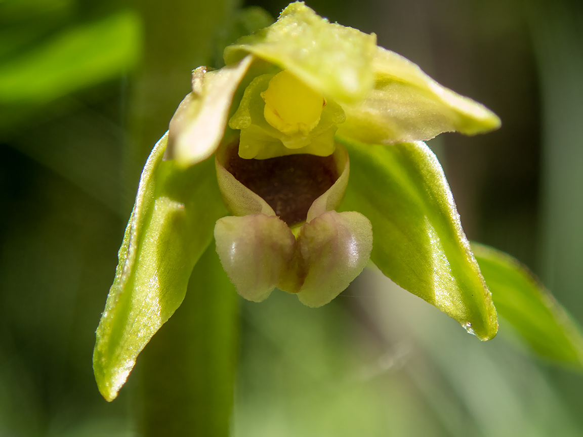 Image of Epipactis helleborine specimen.